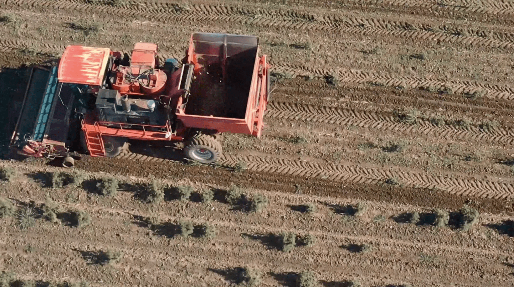 Tractor on a Cannabis Cultivation Farm