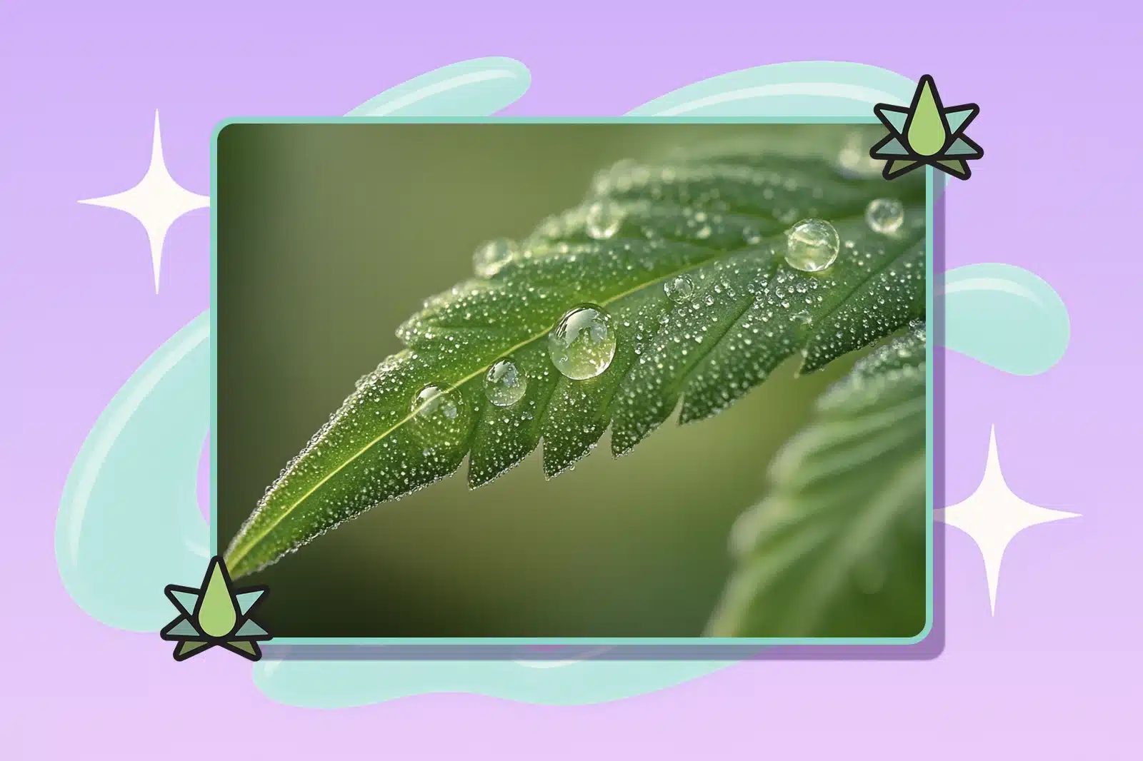 Marijuana leaf