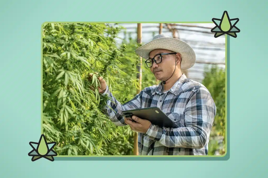 A person wearing a straw hat is examining cannabis plants in a greenhouse while holding a tablet