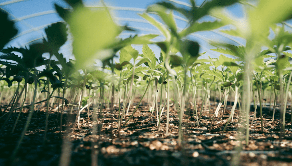 Small Cannabis Plant at Terpene Belt Farms