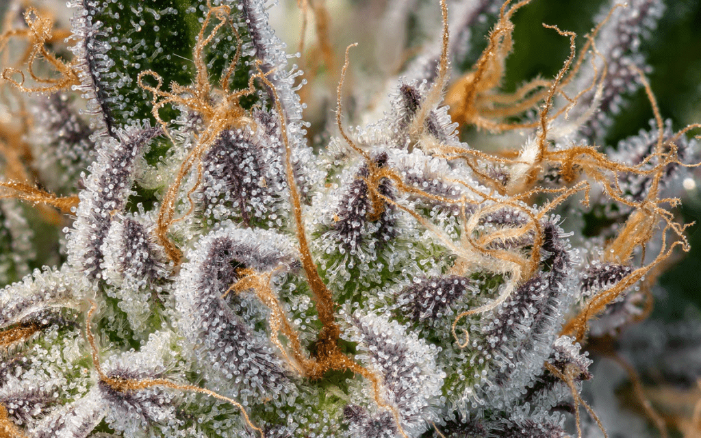 Cannabis bud terpene