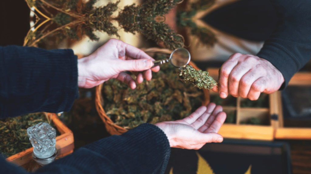 People looking into a cannabis strain with a magnifying glass