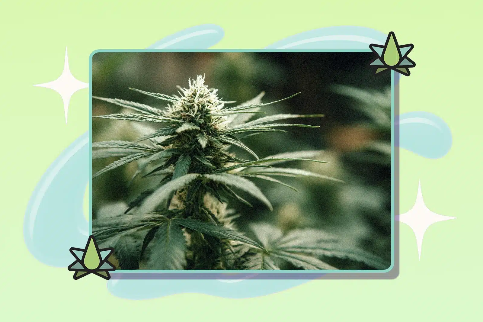 Marijuana plant