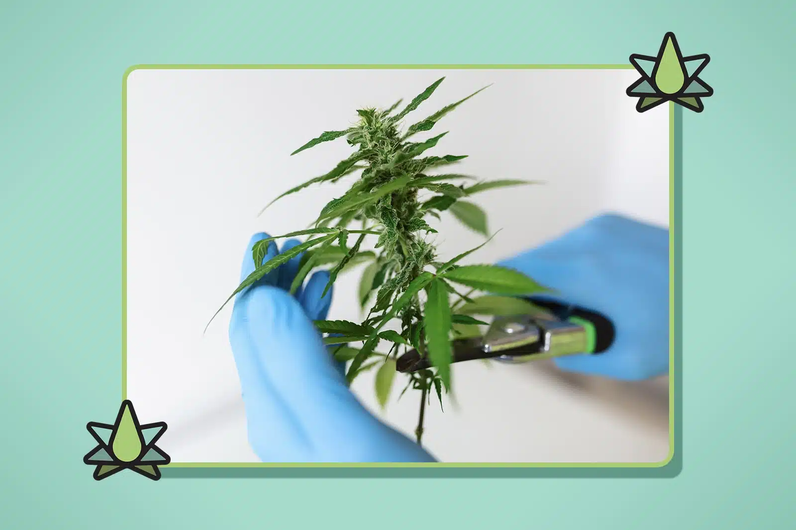A person wearing blue gloves trims a cannabis plant with a large bud using scissors