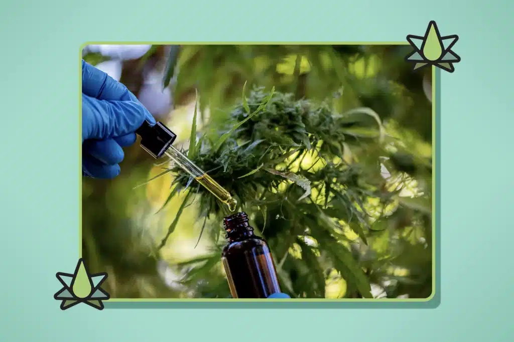 A man wearing gloves is holding a dropper and pouring terpene oil into a tincture in a garden surrounded by Terpenes plants