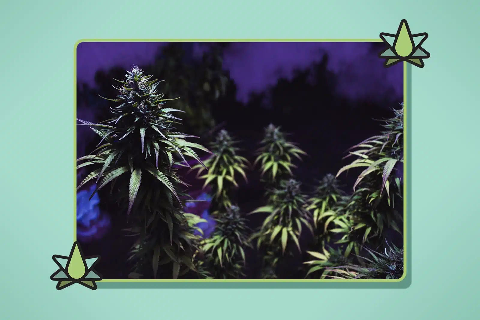 Marijuana grow room