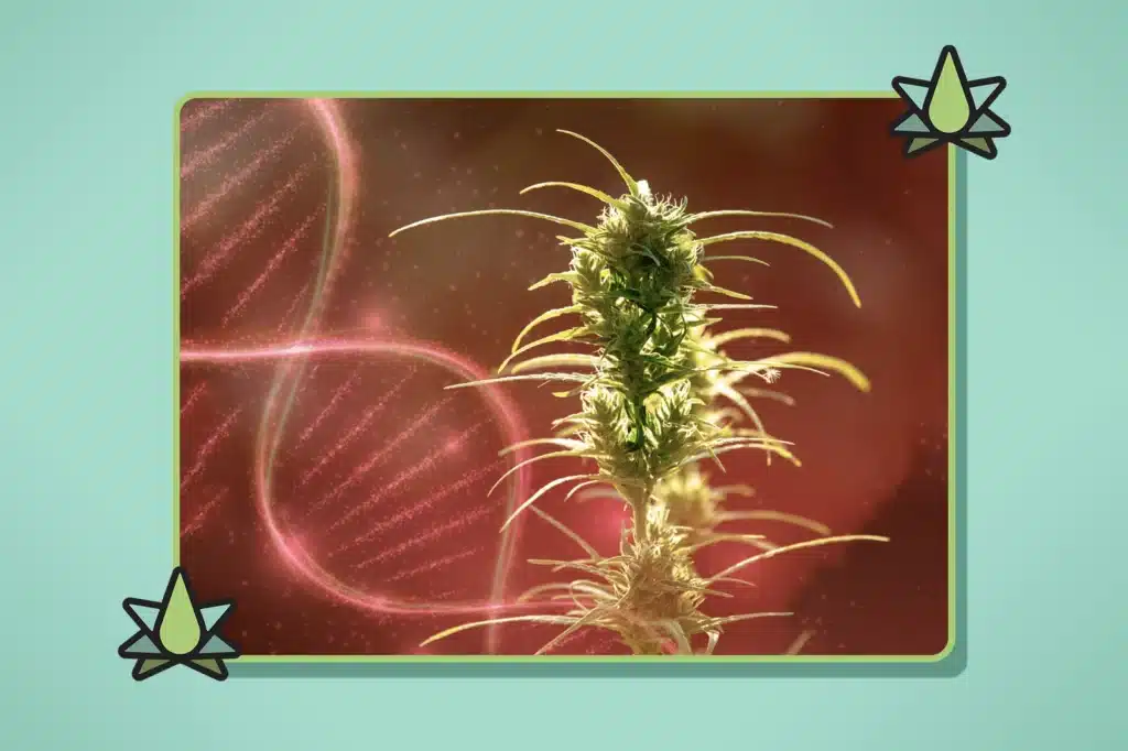 Cannabis plant in front of DNA illustrations