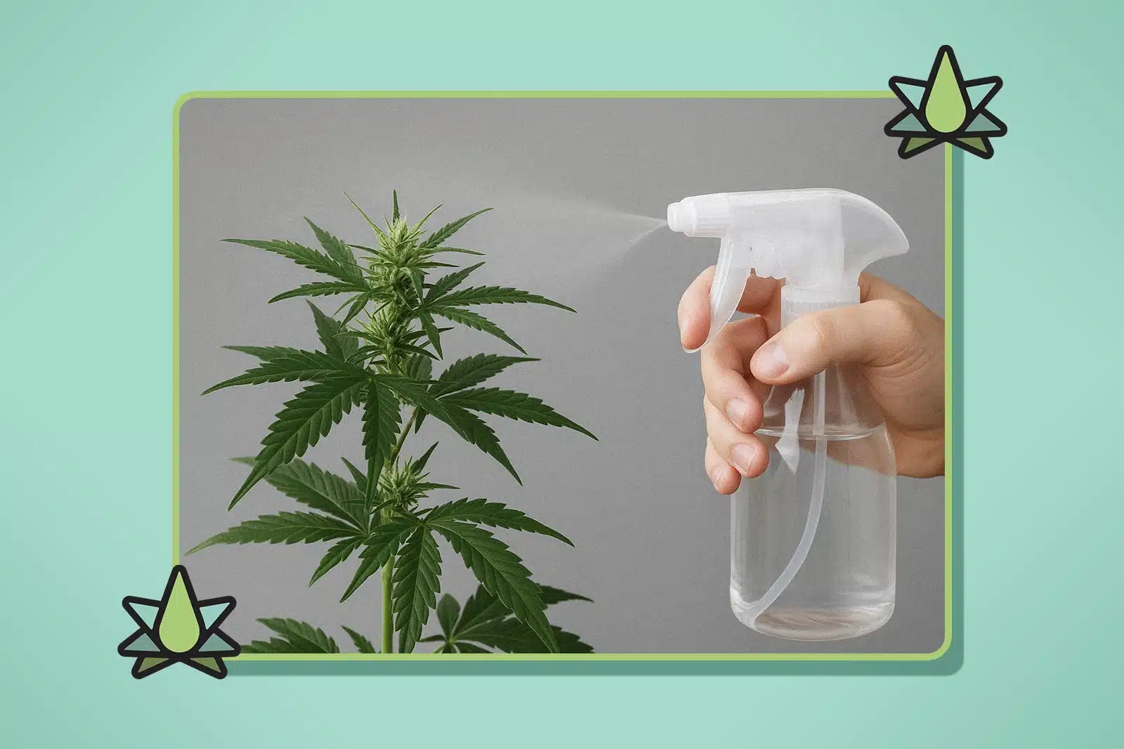 What is Terp Spray - Featured Image