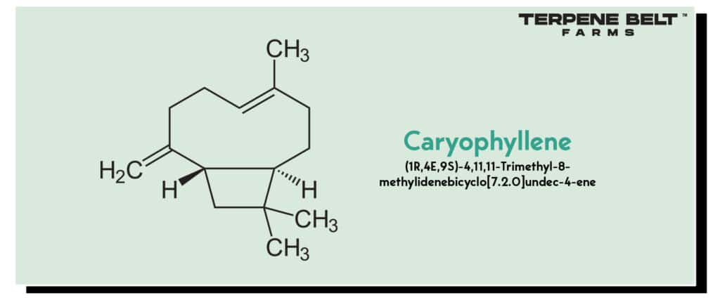 Caryophyllene Molecular Composition