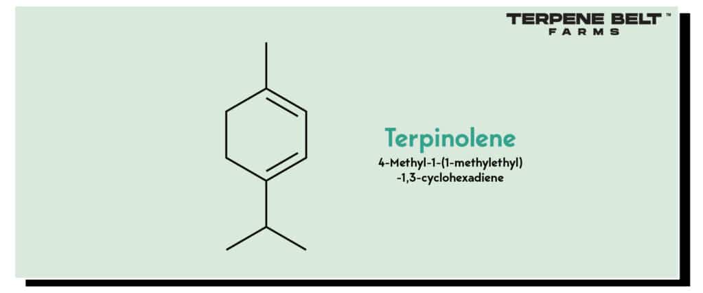 Terpinolene Molecular Composition