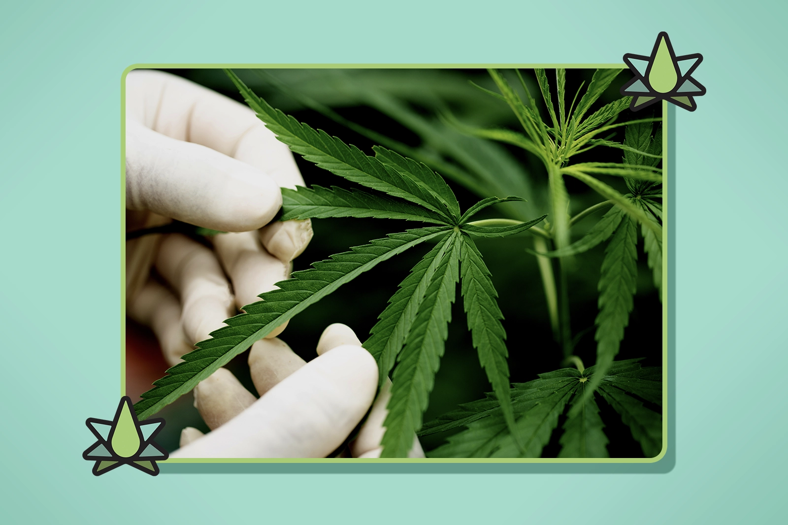 Indica vs Sativa Terpenes - Featured Image