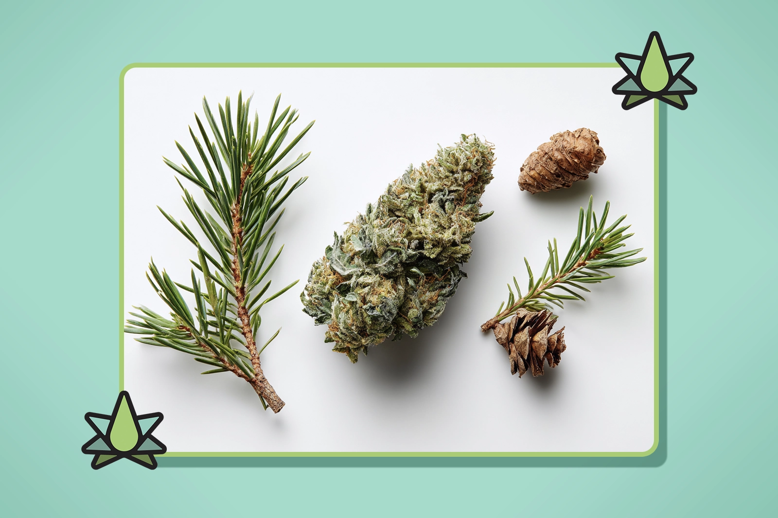 Pinene Terpene - Featured Image