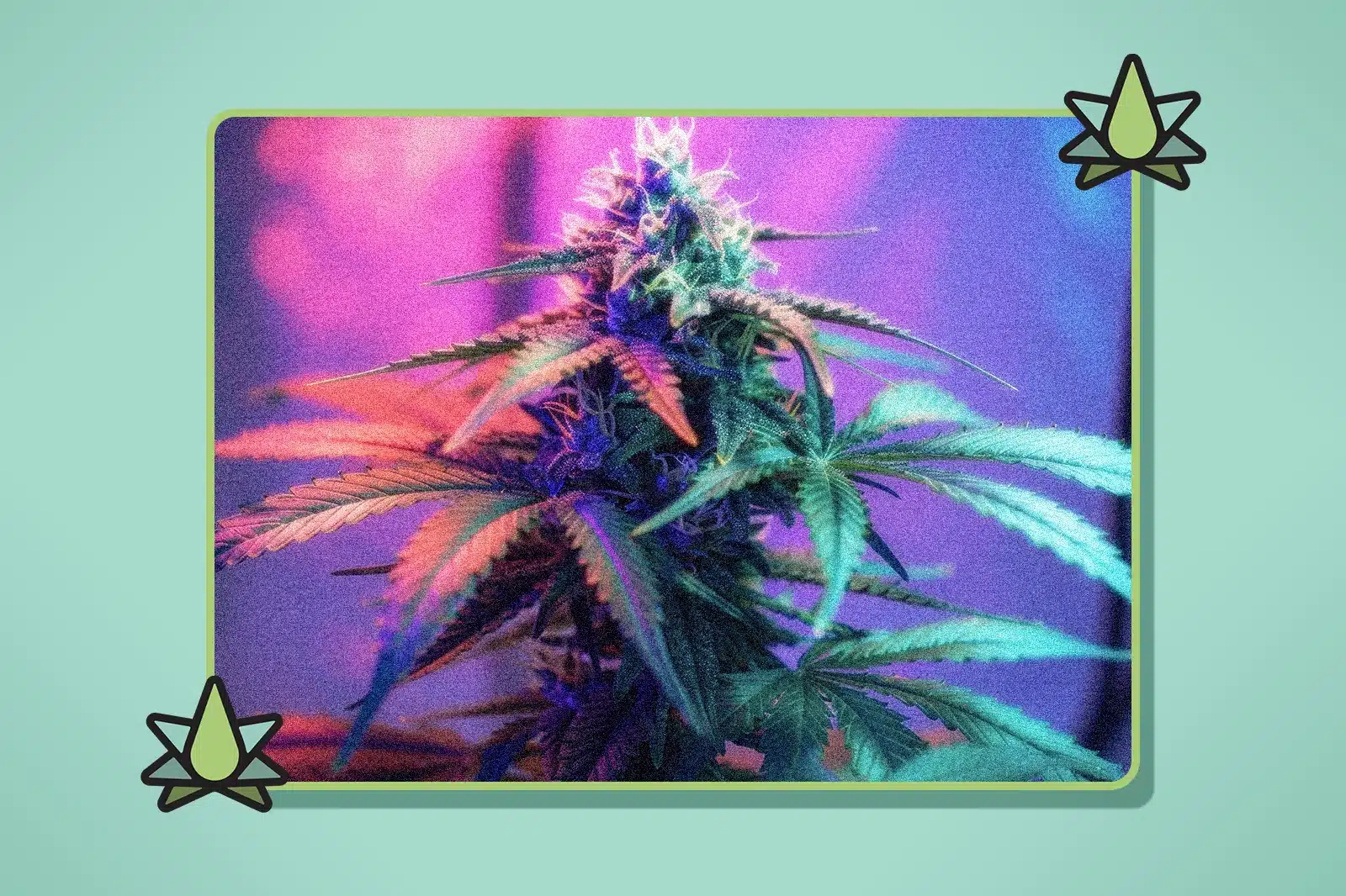 What Are Cannabis Derived Terpenes - Featured Image