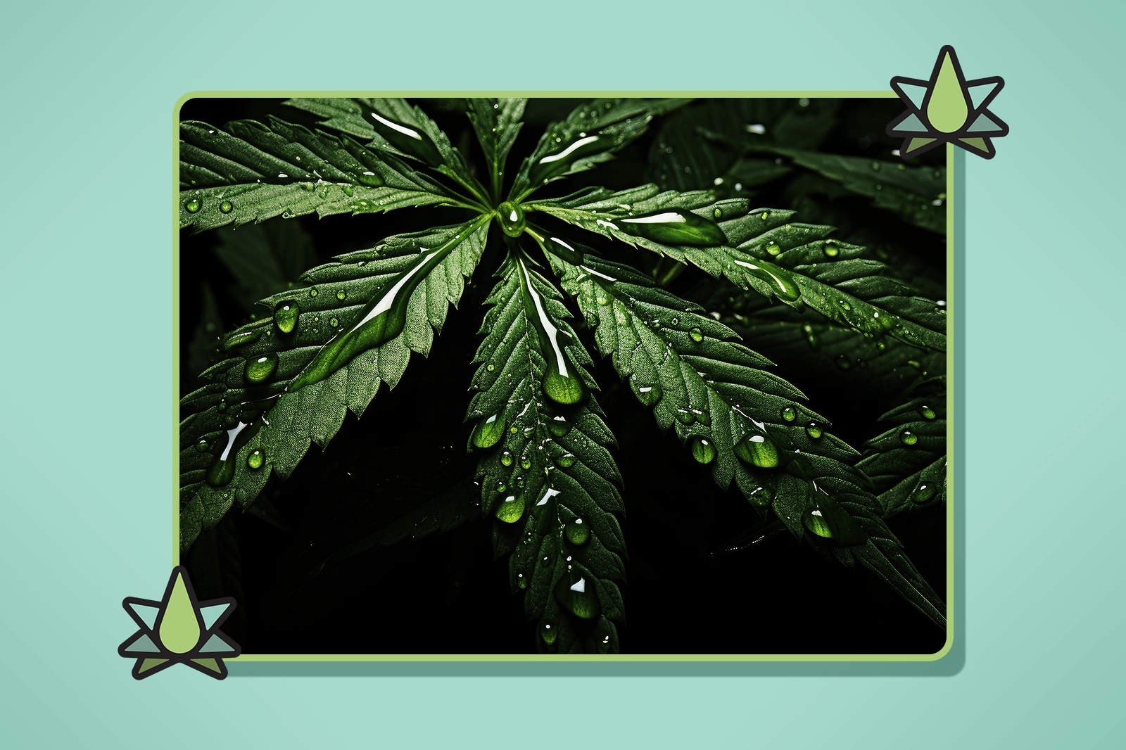 Best Floraplex Alternatives