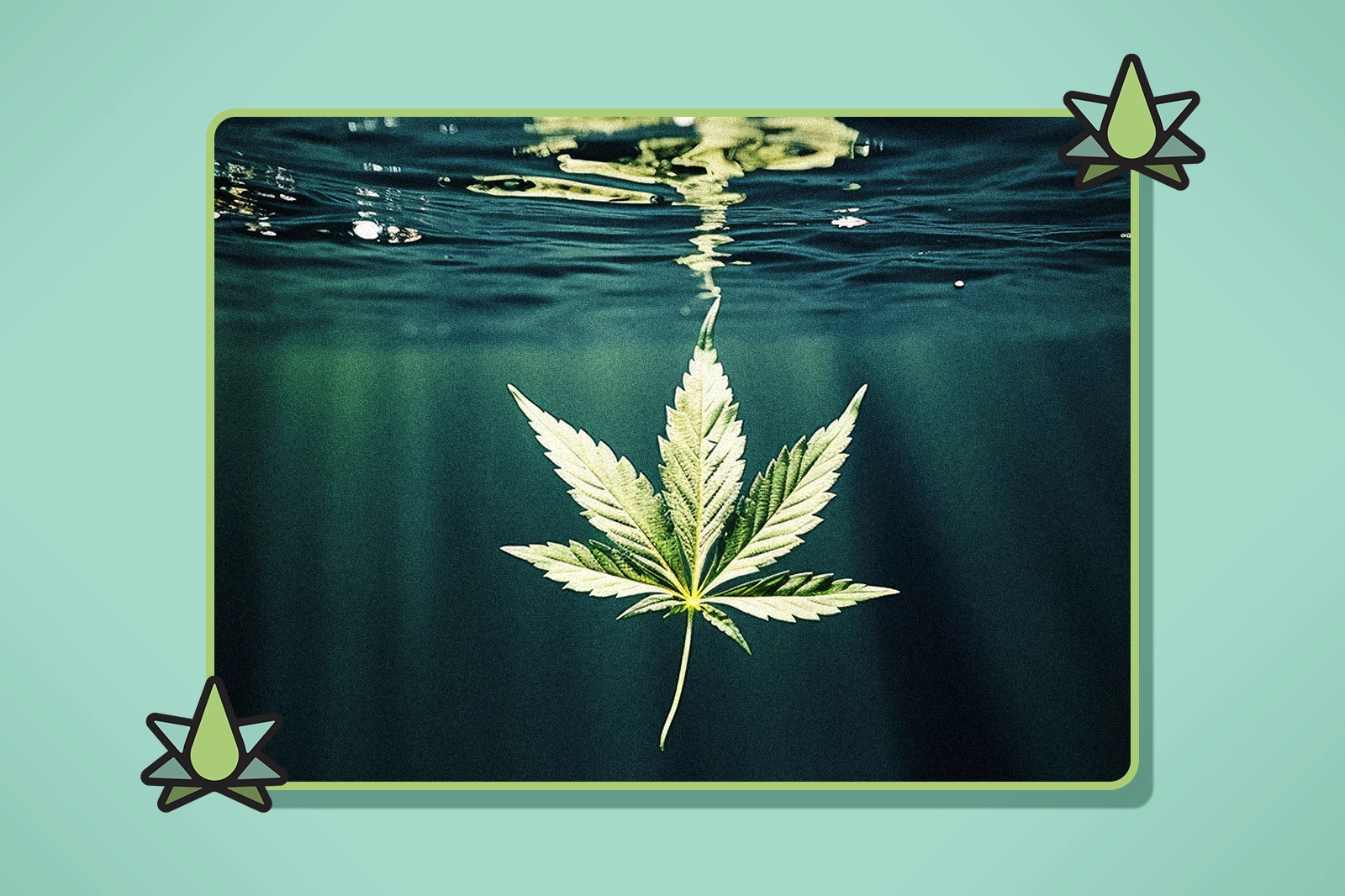 Lab Effects vs Denver Terpenes vs Terpene Belt Farms